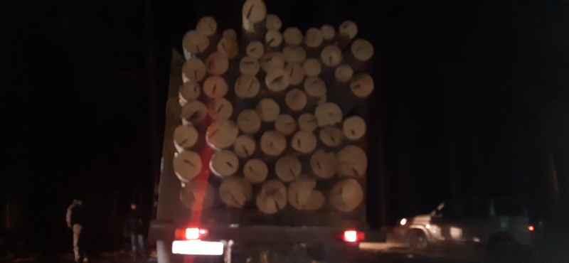 Житель Бурятии срубил деревья почти на миллион рублей для постройки гаража