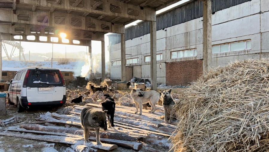 В Улан-Удэ решили не усыплять собак из приюта «Ананда»