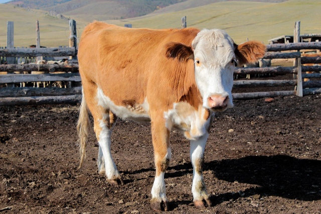 В Бурятии фермеру продали больных лейкозом коров