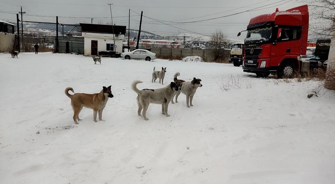 Управление ветеринарии проверит сообщения о стае собак на Моховой в Улан-Удэ