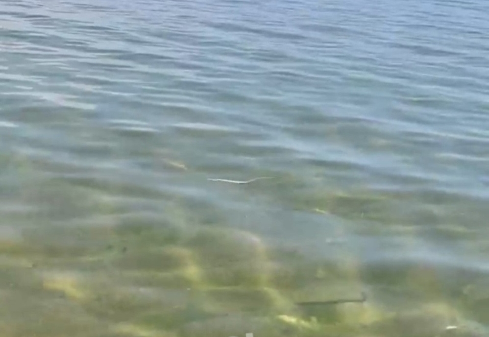 В Гусином озере заметили змею