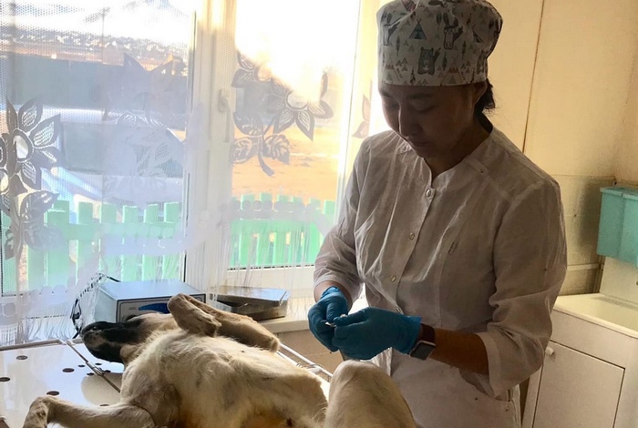 Льготная стерилизация животных проходит до конца мая в Бурятии