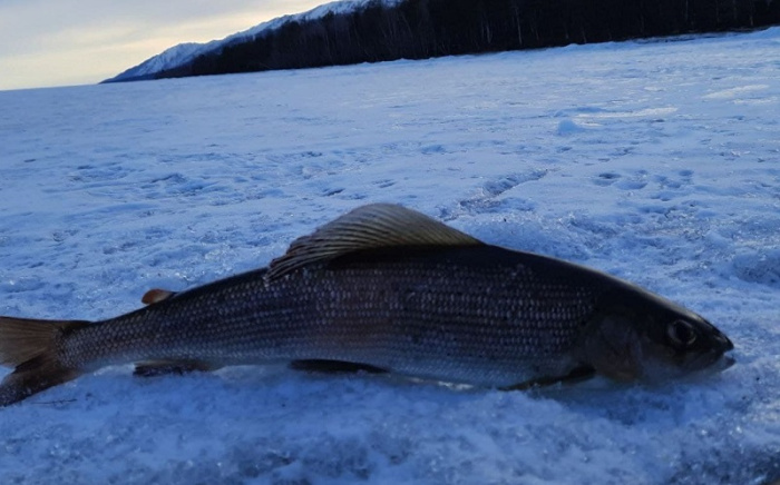 Как ловить ручейника зимой: секреты рыболова