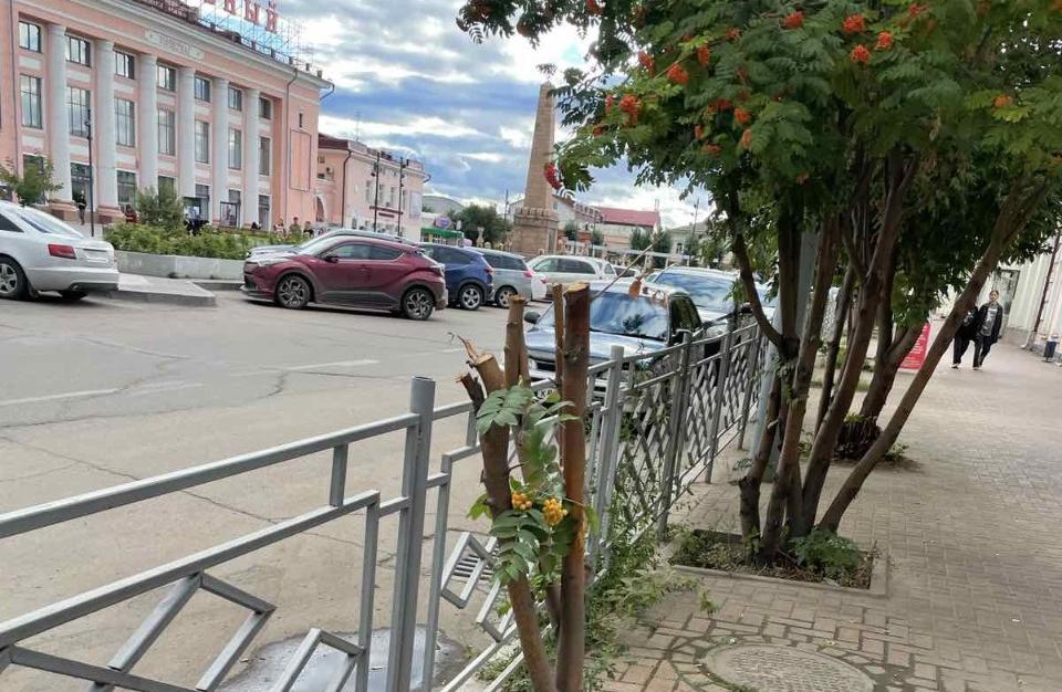 В Улан-Удэ вандалы срубили рябину напротив площади Революции