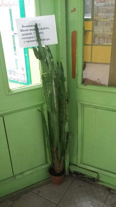 кактус (1).jpg