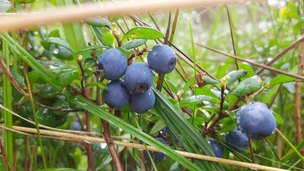 �������� �������� ���� ���.jpg