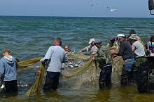 Омулевая бочка Байкала: в каком состоянии сегодня популяция омуля, оценка и перспективы