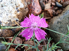 � ����-��� ������ ����� � ��������