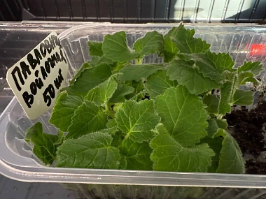 �� ������ ����-��� �������� ������-���������� 