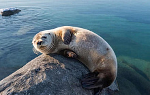 �� ������� ����� ������� ���������� �� �������� ����