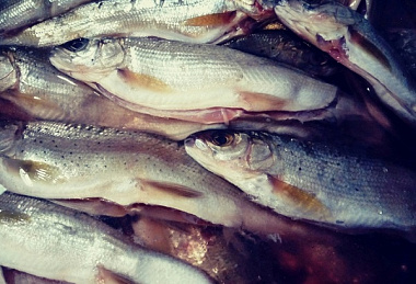 В Байкале оценили биомассу омуля