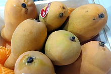 Почему нужно всегда мыть купленные фрукты: в манго на границе нашли вредителей 