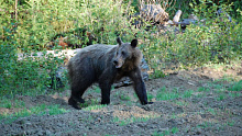 На севере Бурятии регулируют численность медведей