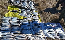 В Бурятии поймали браконьеров с омулем на 3 млн рублей
