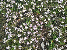 В Бурятии в день дурака выпадет небольшой снег