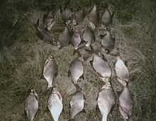 ������ ������� ��������� ������� 19 ����� � 17 ��������