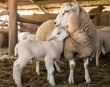 � ������� ��������� �������� ������� ��� �������� ����� �����