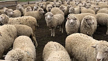 В Бурятии растет поголовье овец