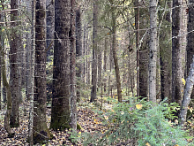 ����� ���� ����� ������� �������� ���� �������