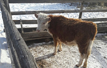 Как сельское хозяйство Бурятии пережило зиму, обсудили в Хурале: подробности