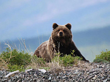 На Байкале начали просыпаться медведи