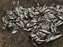 Житель Читы в Бурятии незаконно наловил рыбы почти на 150 тысяч и попался полицейским