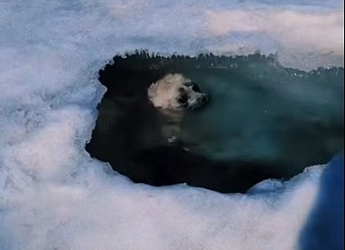 Милая встреча: Турист на Байкале увидел нерпенка