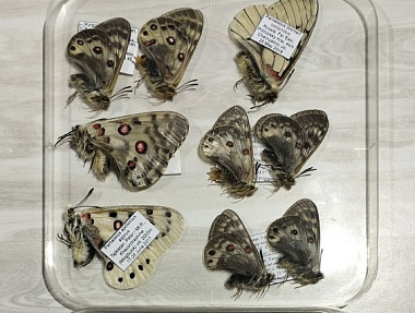 Бабочки и жуки «улетели»  из Бурятии в Китай и Японию