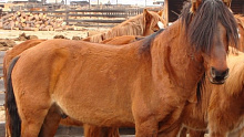 В Бурятии появились еще два племенных репродуктора бурятской породы лошадей