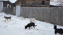 В Турунтаево отловили агрессивных собак после жалобы