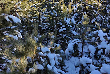 � ����-��� ������ ��������� ����