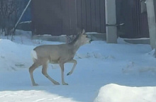 � ����-��� ����������� ������