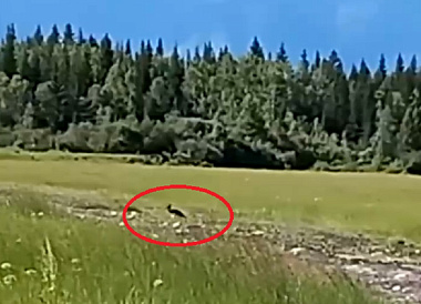 В Бурятии сняли редкую птицу - черного аиста
