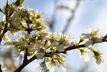 В Бурятии завтра потеплеет до +14