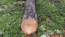 � ������� ������� ����� � ������� ���: 25 �����, ��� ����� � ��������