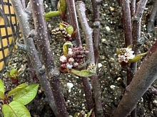 В питомнике заготовили черенки новых растений для озеленения Улан-Удэ