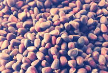 В Бурятской лаборатории проверили 210 тонн ореха для Китая