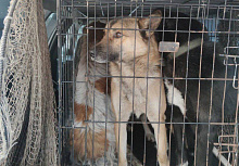 В Улан-Удэ с начала года отловили тысячу безнадзорных собак