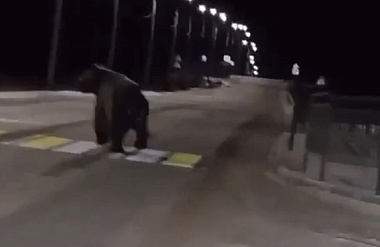 Медведя, которого заметили в Турунтаево, застрелили