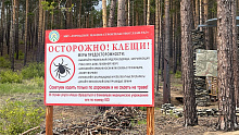 Клещи стали активнее присасываться к жителям Бурятии