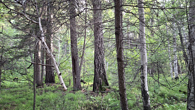 13 лесхозам Бурятии не хватает снаряжения для тушения пожаров