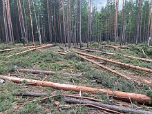 В Бурятии черному лесорубу дали три года условно и штраф в миллион рублей