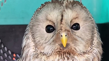 Птичку-истеричку выпустили на волю в Иркутской области