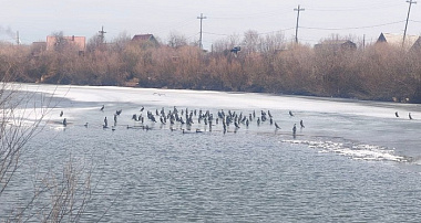 В Бурятии разрешили охоту на большого баклана для защиты омуля