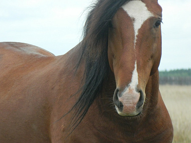 В Улан-Удэ пройдет межрегиональный чемпионат по конному спорту