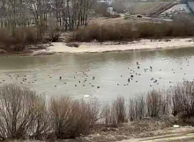 Бакланы добрались до водоемов Улан-Удэ