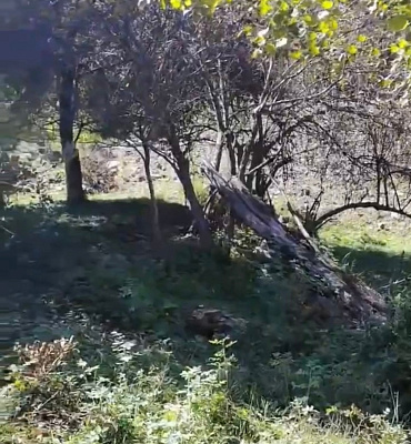 В Бурятии не удалось спасти мужчину после нападения медведя   