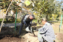 В Улан-Удэ стартовал осенний сезон посадок деревьев и кустарников
