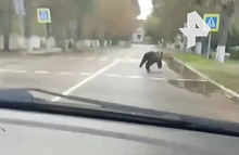 В Бурятии днем медведь забежал в крупный город