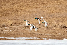 В Боргойском заказнике Бурятии стартуют усиленные рейды по защите перелётных птиц